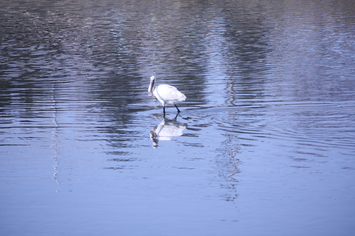 Eurasian Spoonbill - ML202706551