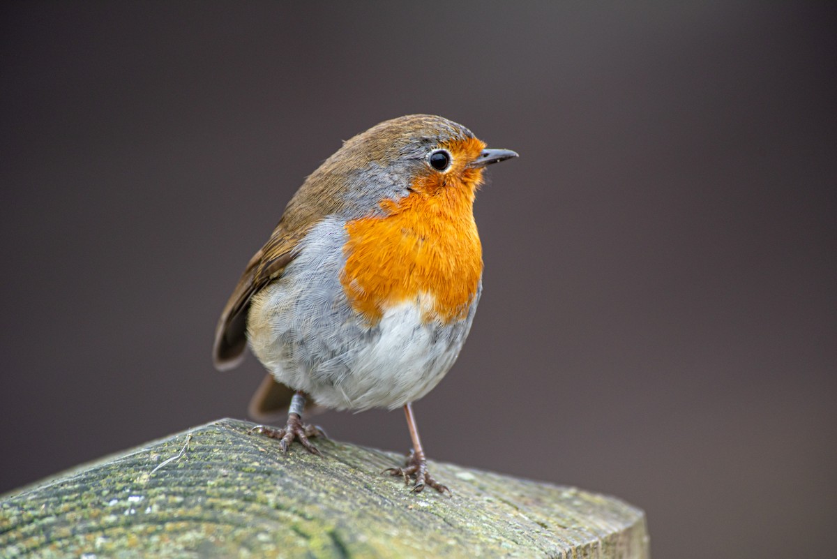 European Robin - ML202706571