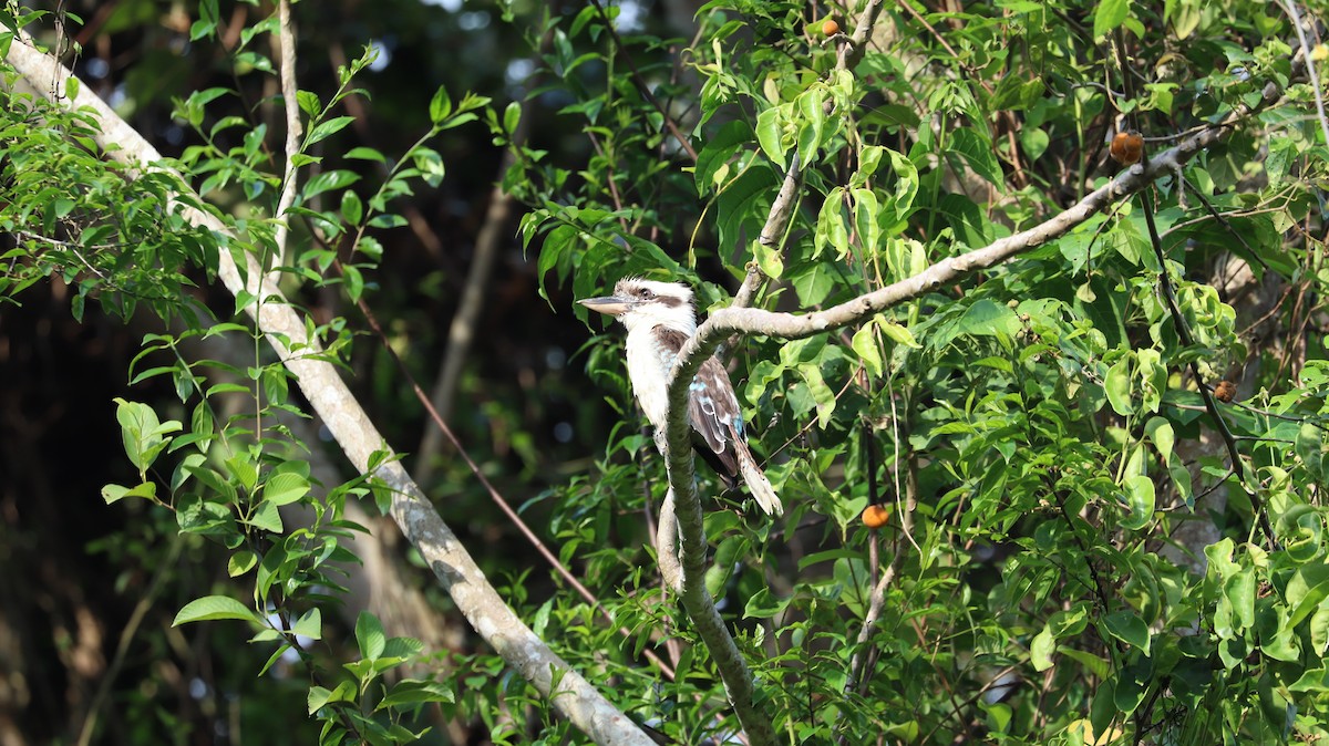 Laughing Kookaburra - ML202708231