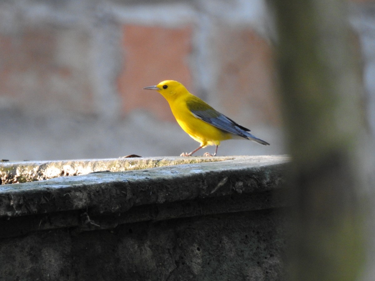 Prothonotary Warbler - ML202711691
