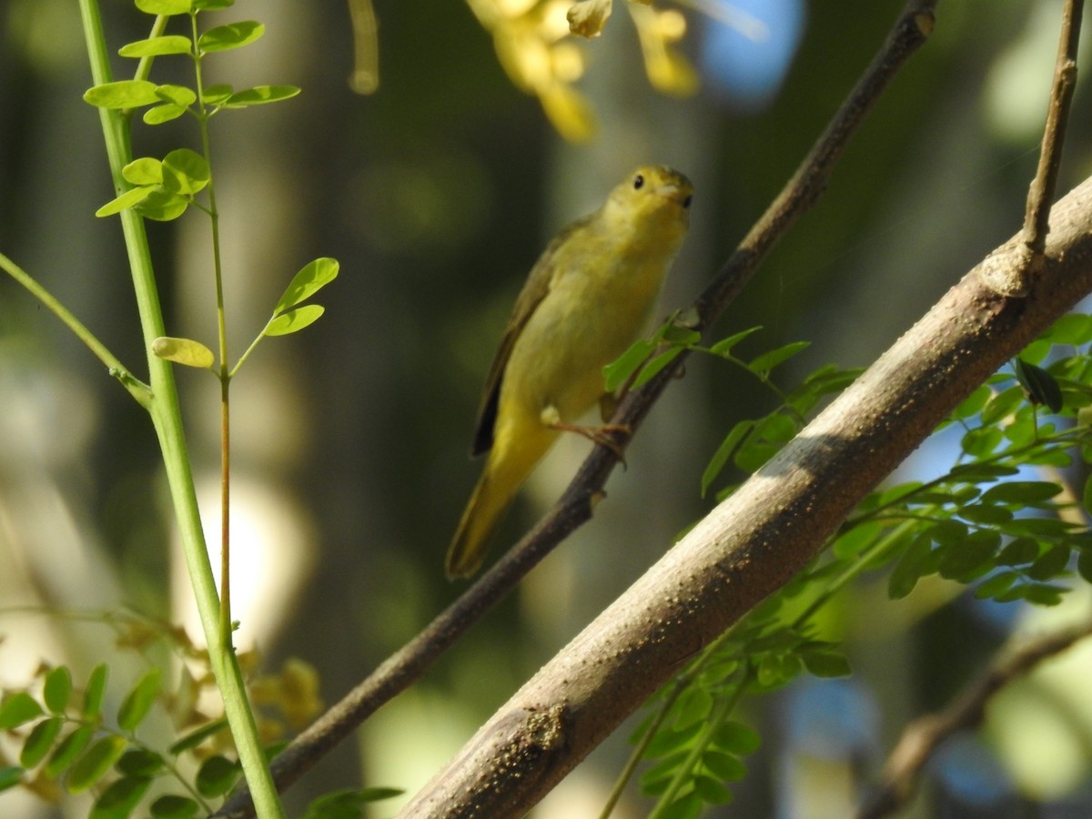 Yellow Warbler - Lesly Vergara Doria