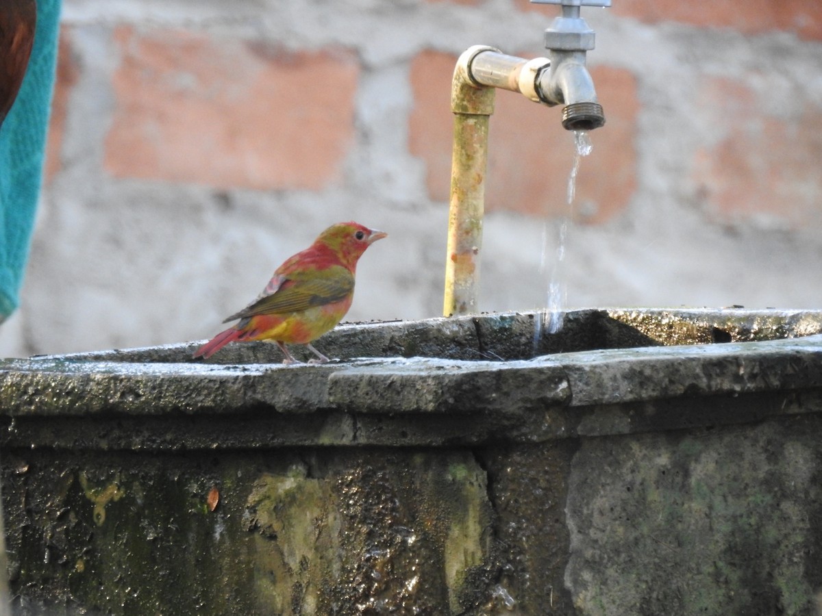 Summer Tanager - ML202711741