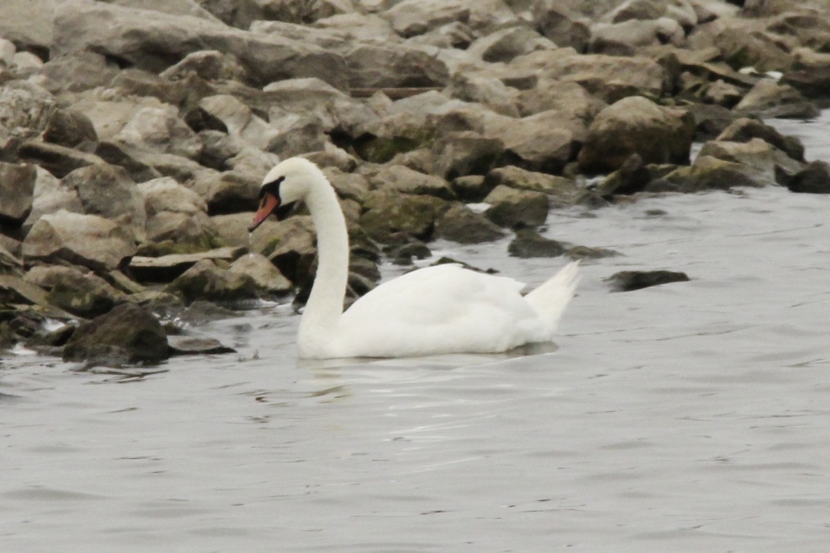 Mute Swan - David Marjamaa