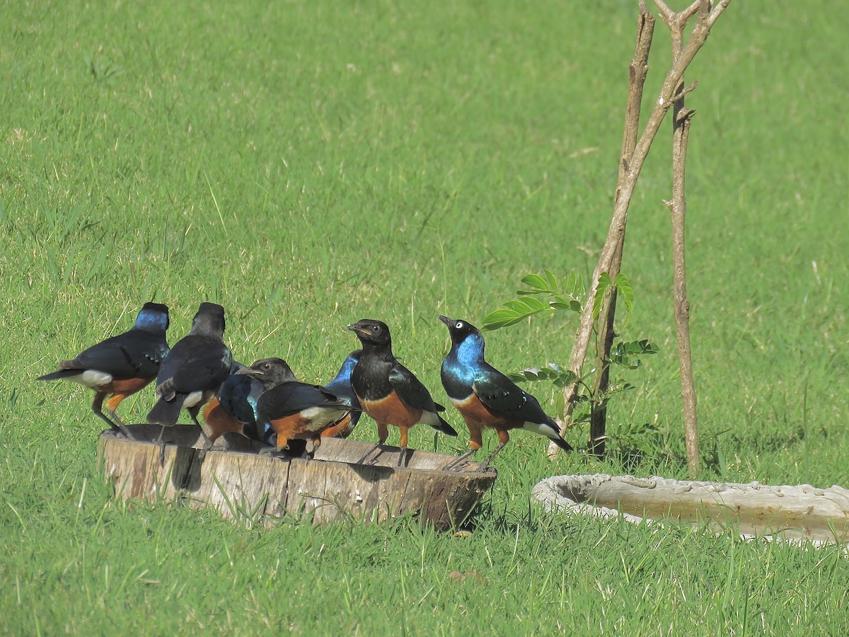 Superb Starling - ML202715541