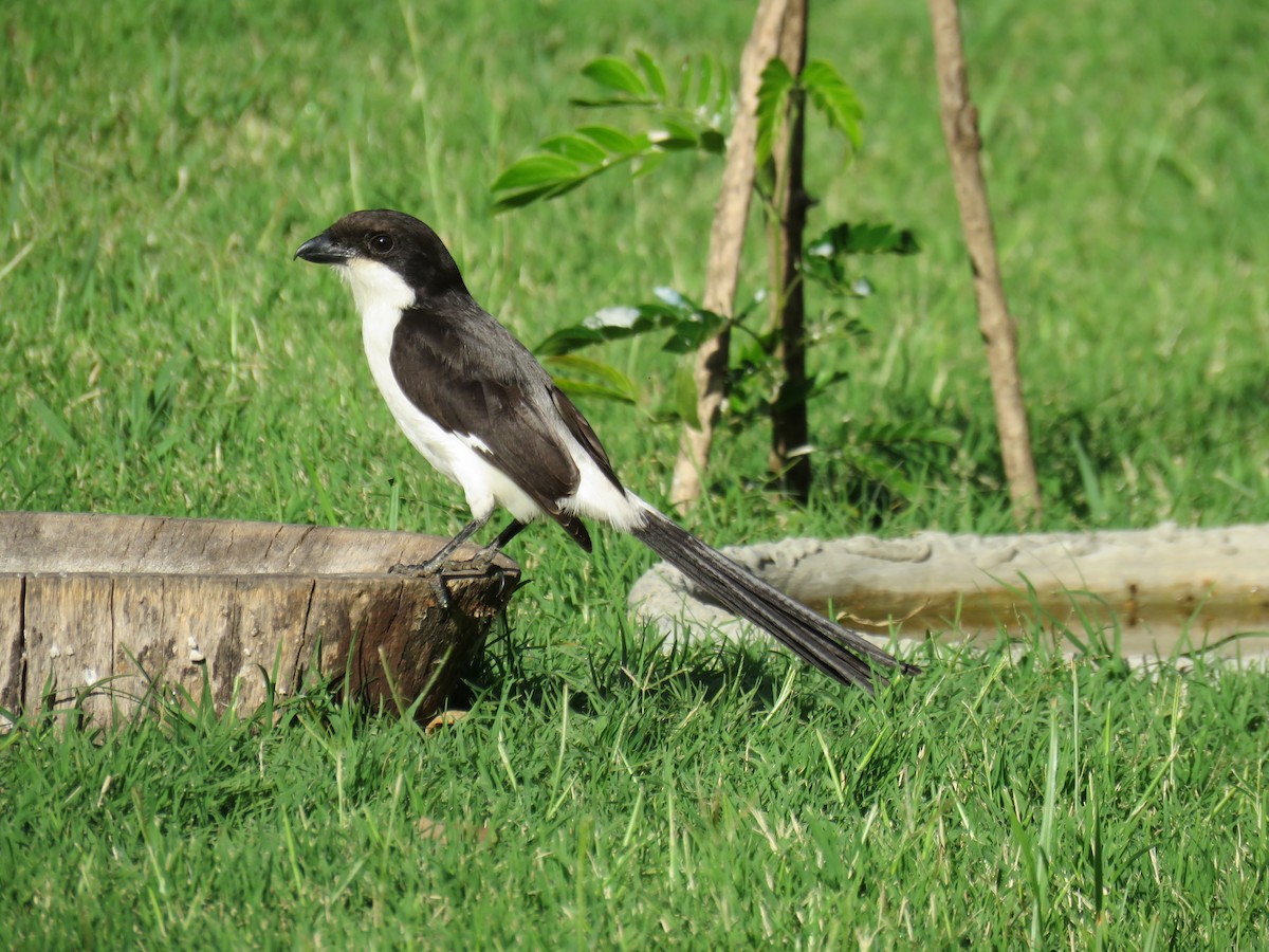 Long-tailed Fiscal - ML202715621