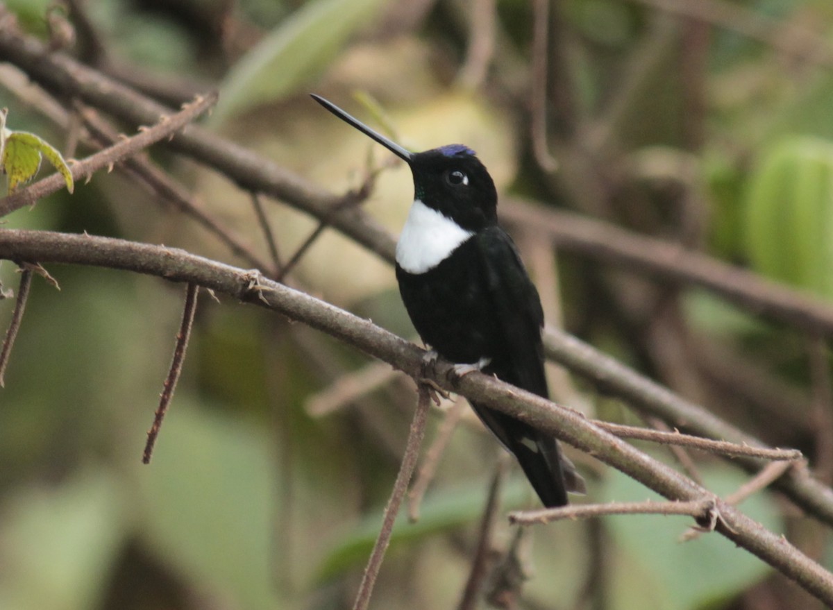 Collared Inca - ML202715971