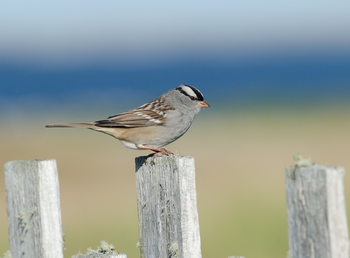 White-crowned Sparrow - Alix d'Entremont