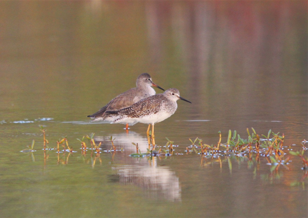 Common Redshank - Jérémy Delolme