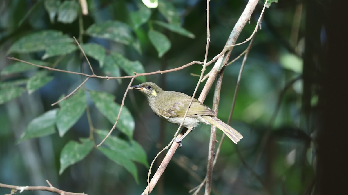 Yellow-spotted Honeyeater - ML202718481