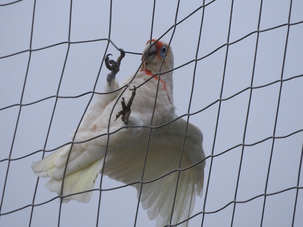 Long-billed Corella - ML202719011