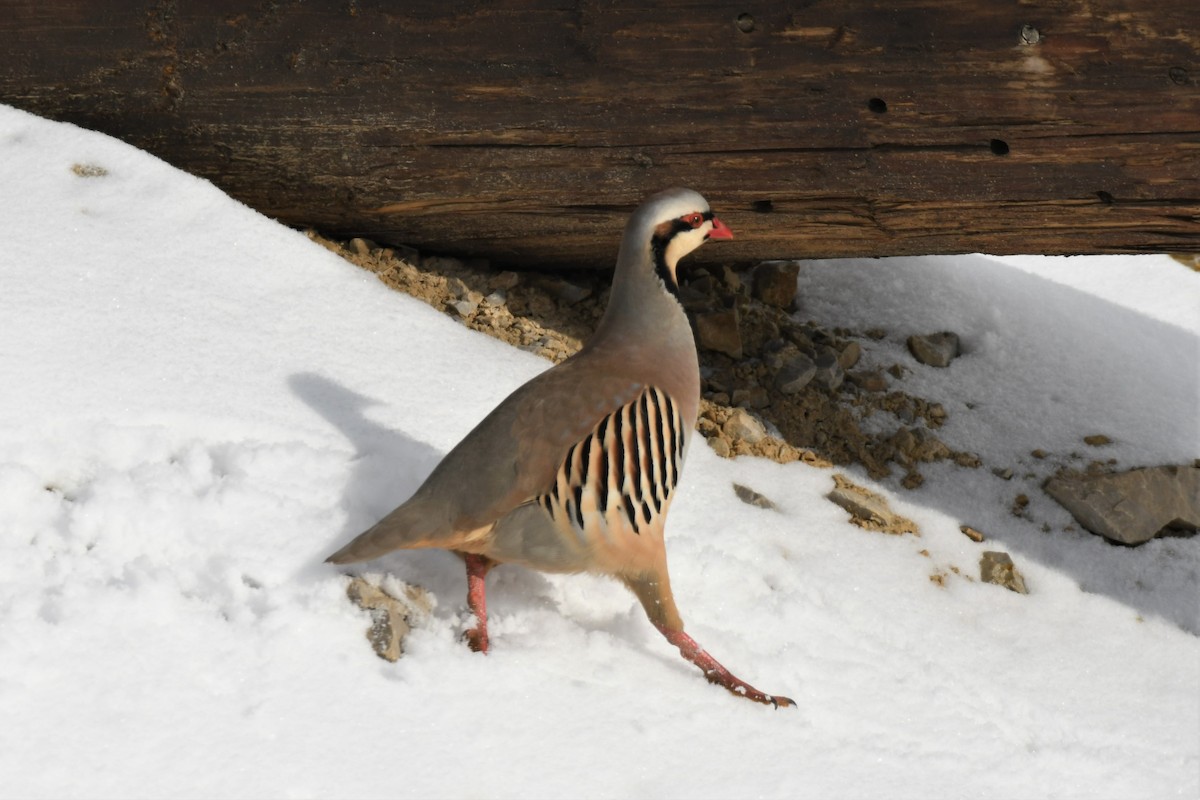 Chukar - ML202719181