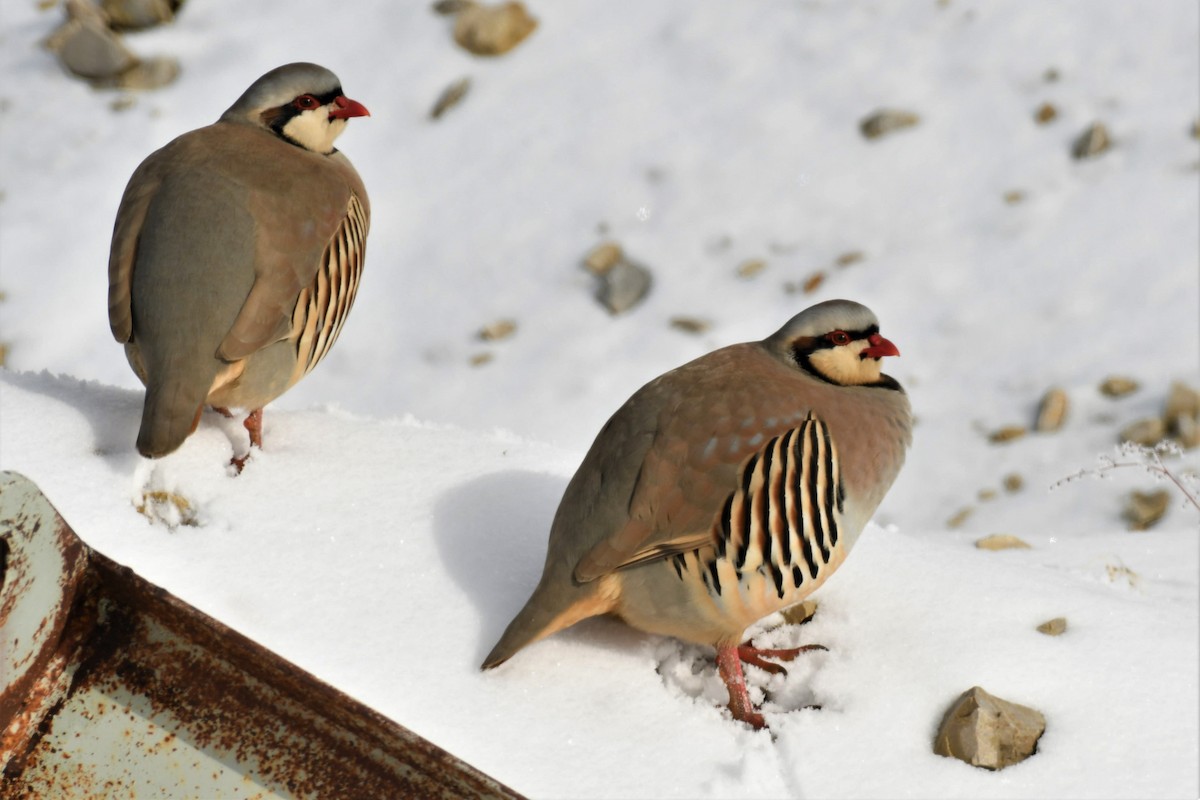 Chukar - ML202719201