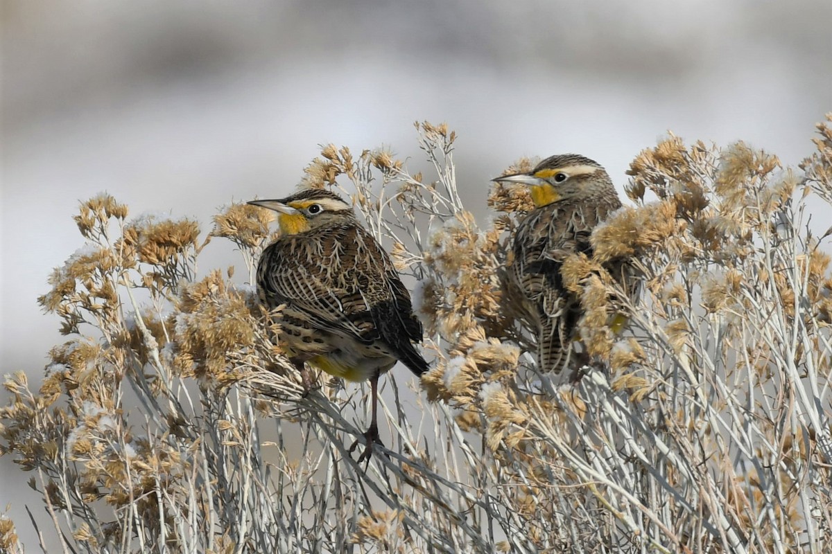 Western Meadowlark - ML202719581