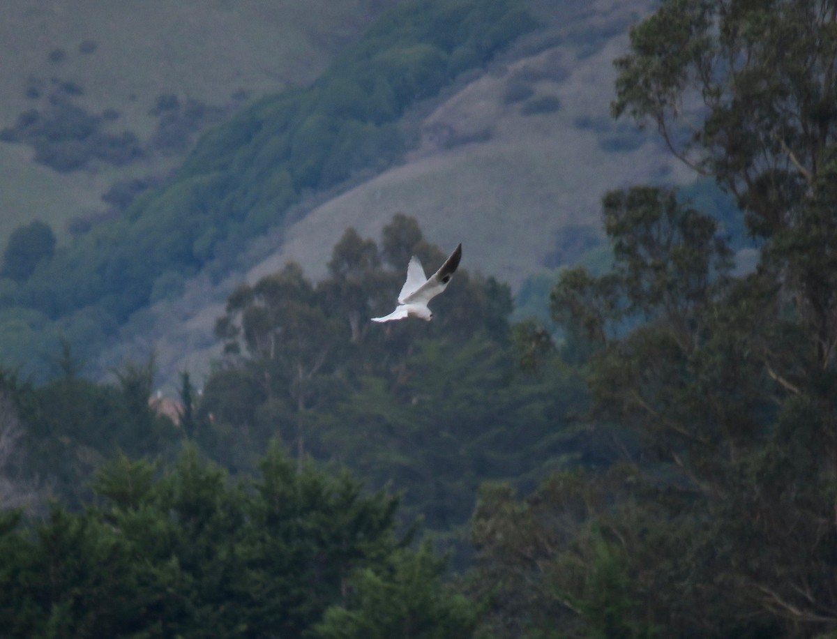White-tailed Kite - ML202719971