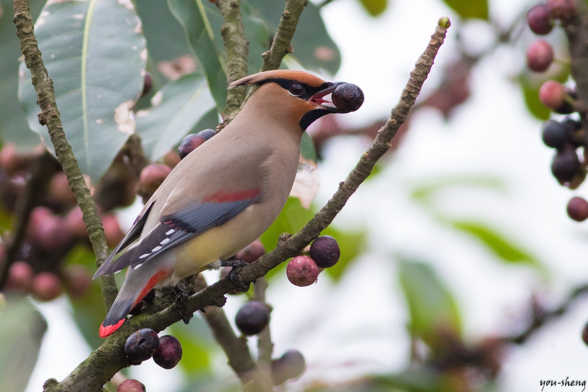 Japanese Waxwing - You-Sheng Lin