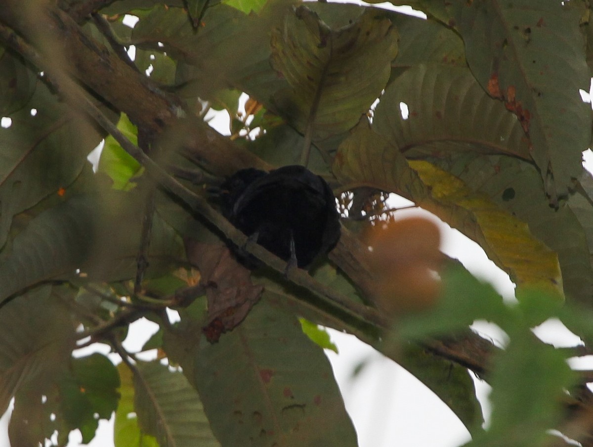 Western Boubou (Cameroon) - ML202720141