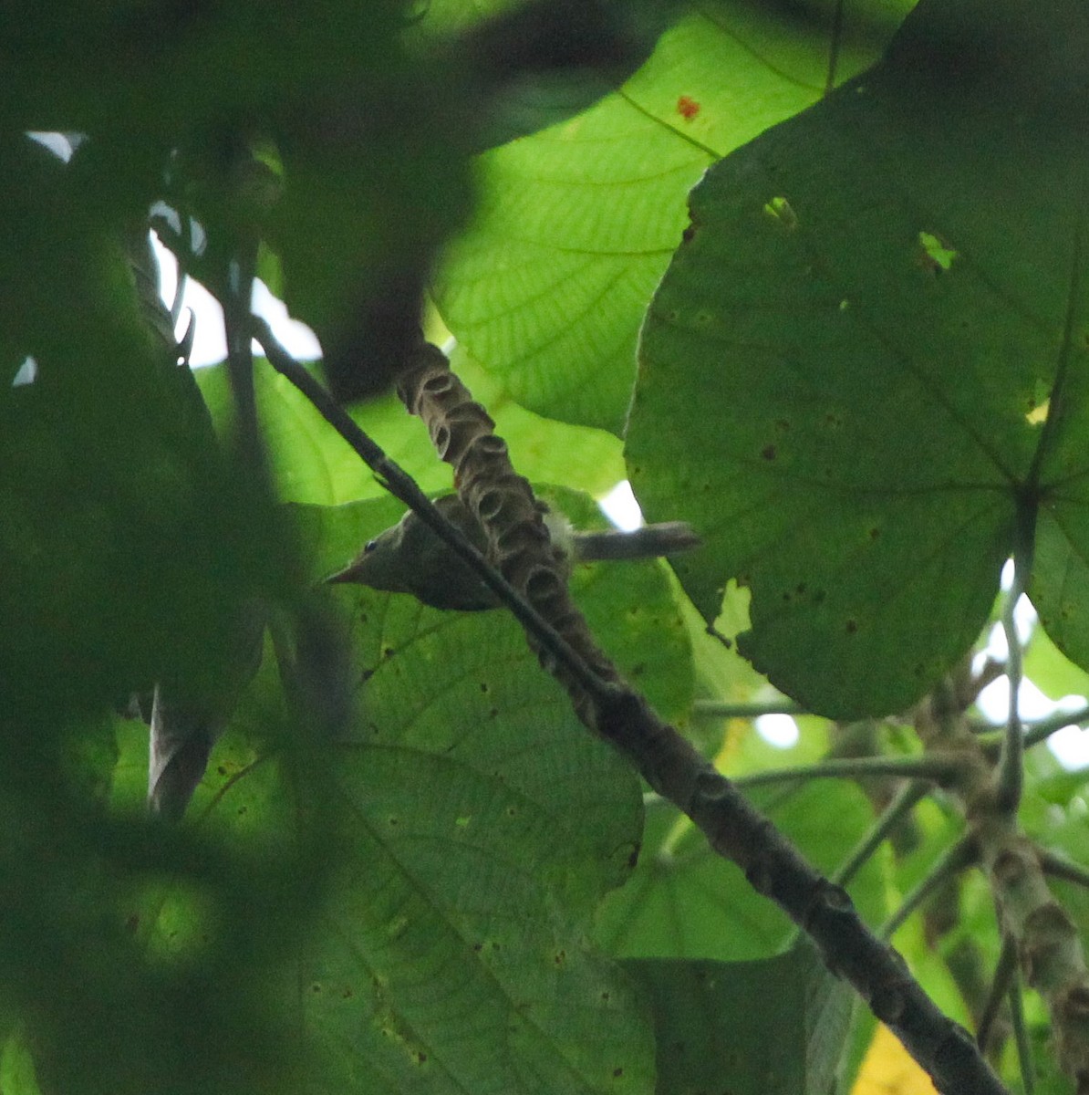 Prinia Rabilarga (epichlorus) - ML202720231