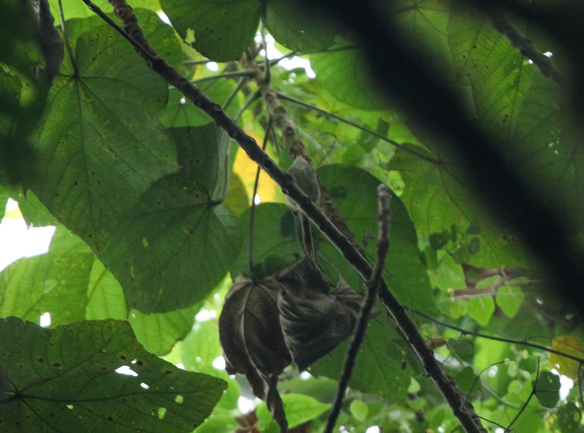 Apalis verte (epichlorus) - ML202720271