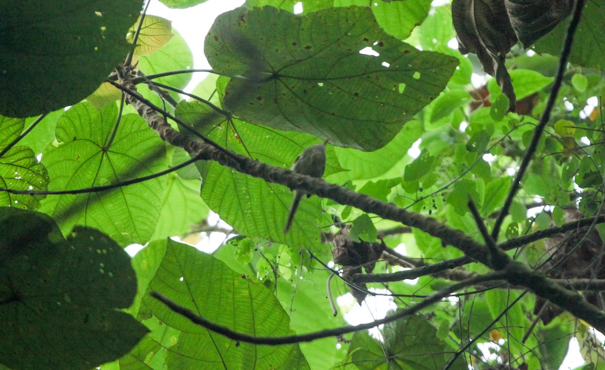 Prinia Rabilarga (epichlorus) - ML202720281