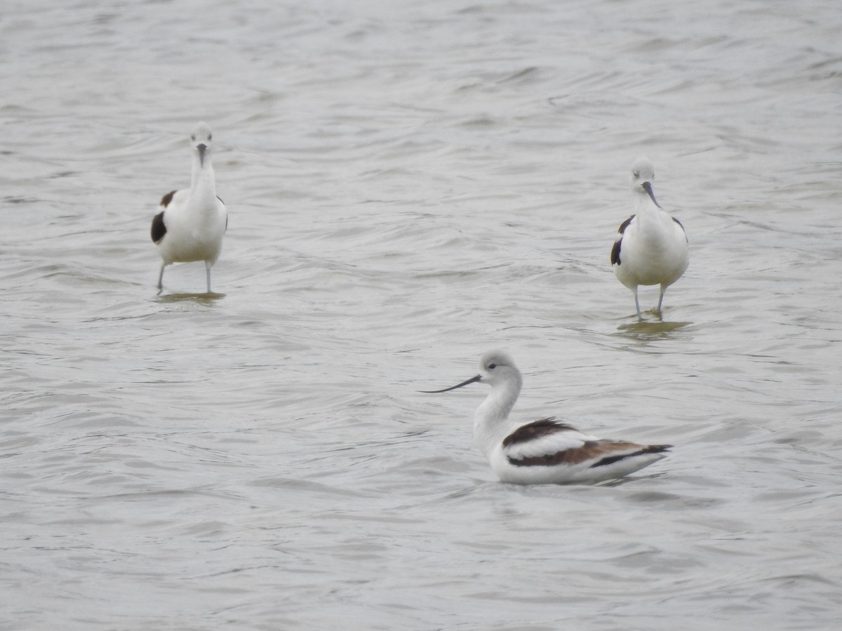 American Avocet - Bob Lane