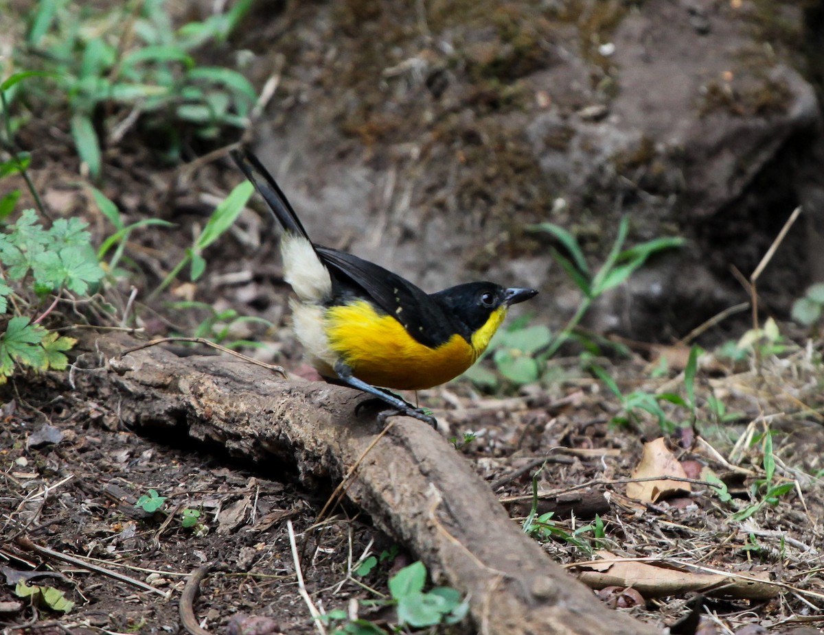 Yellow-breasted Boubou - ML202721071