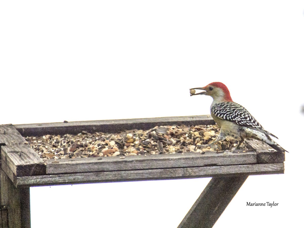Red-bellied Woodpecker - ML20272141