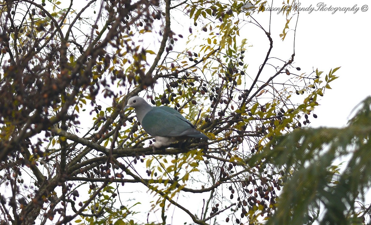 Green Imperial-Pigeon - Prasenjit Nandy
