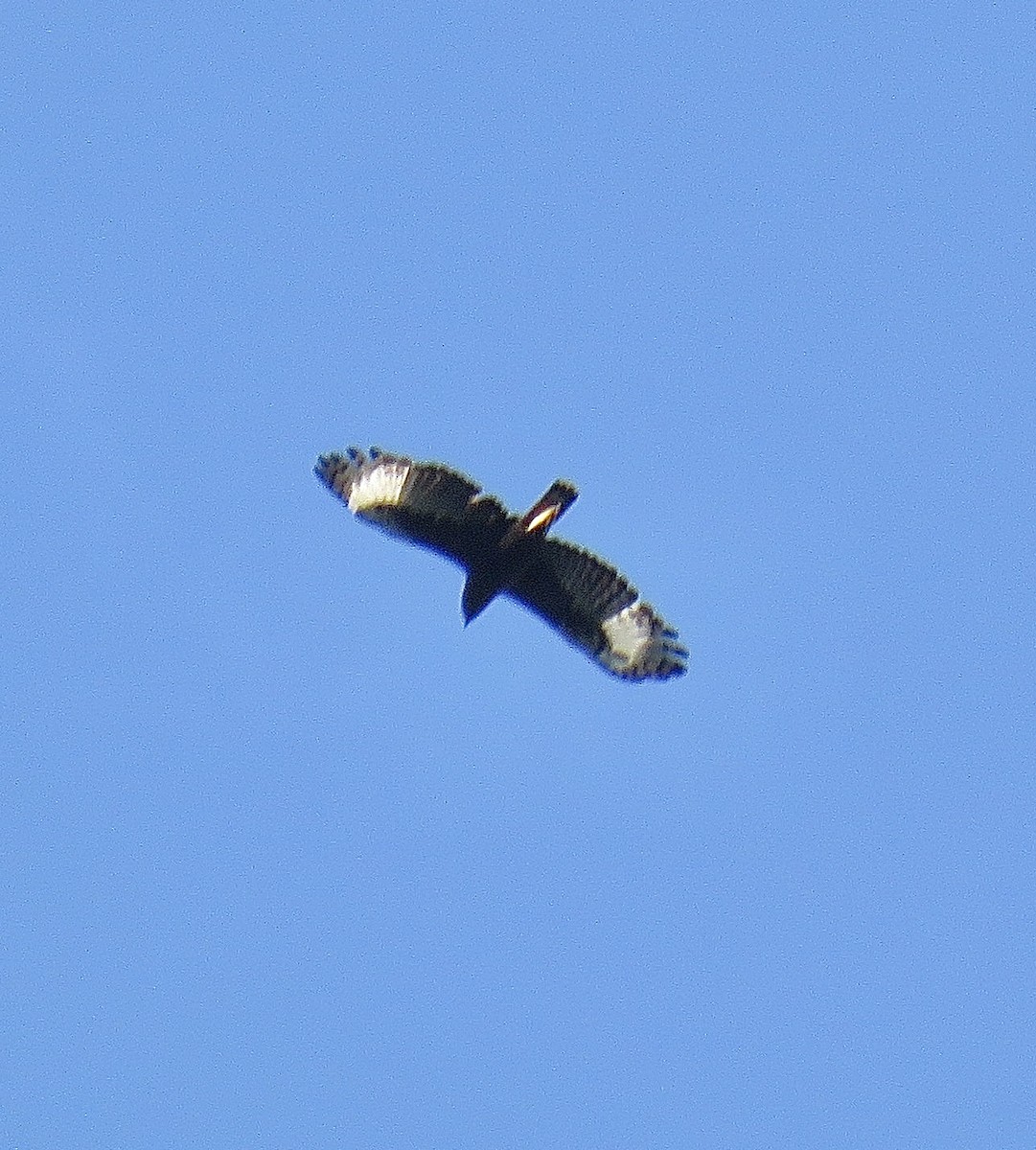 Verreaux's Eagle - ML202723931