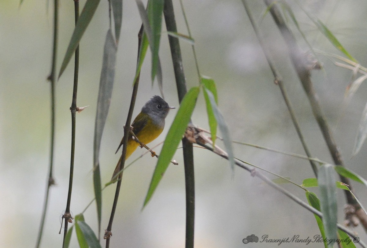 Gray-headed Canary-Flycatcher - Prasenjit Nandy