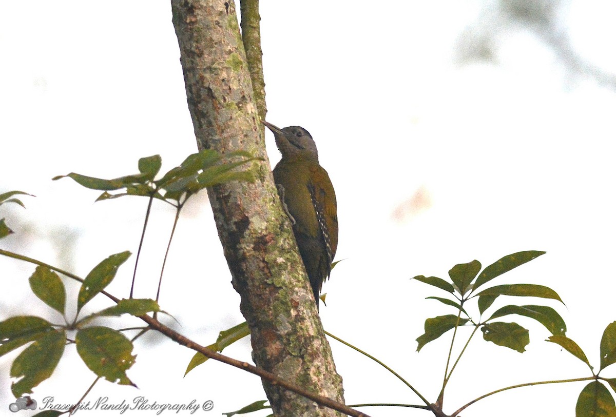 Gray-headed Woodpecker - Prasenjit Nandy