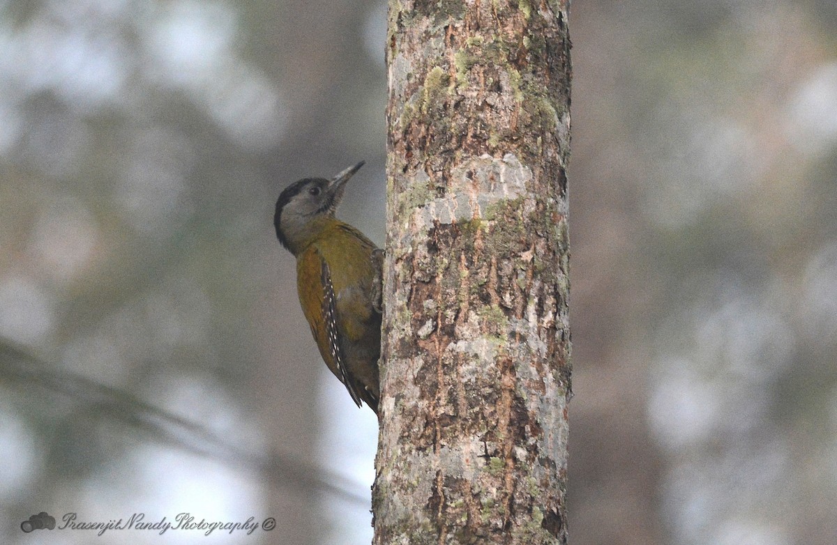 Gray-headed Woodpecker - Prasenjit Nandy