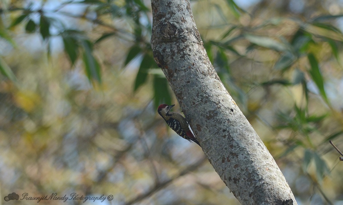 Fulvous-breasted Woodpecker - Prasenjit Nandy