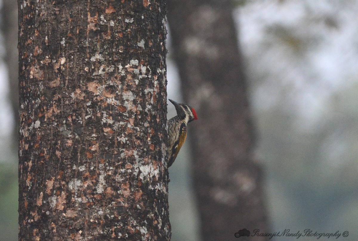 Black-rumped Flameback - ML202725041