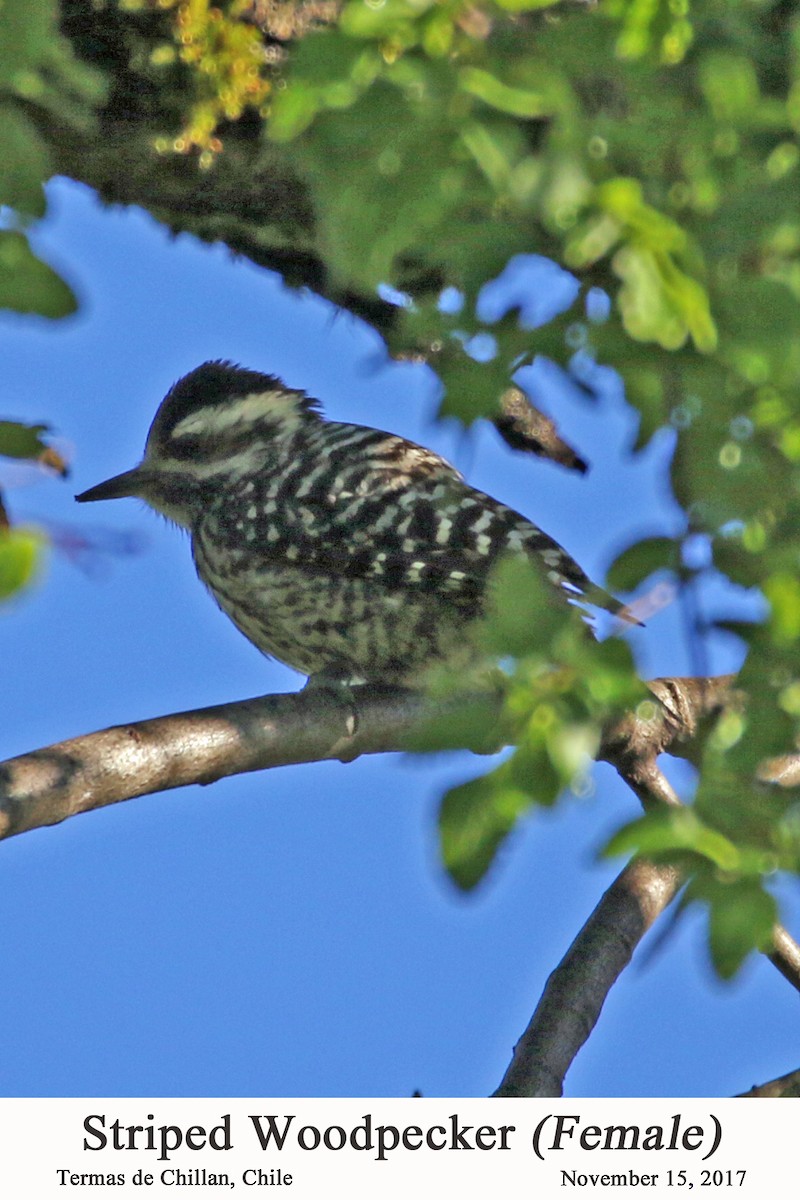 Striped Woodpecker - ML202725611