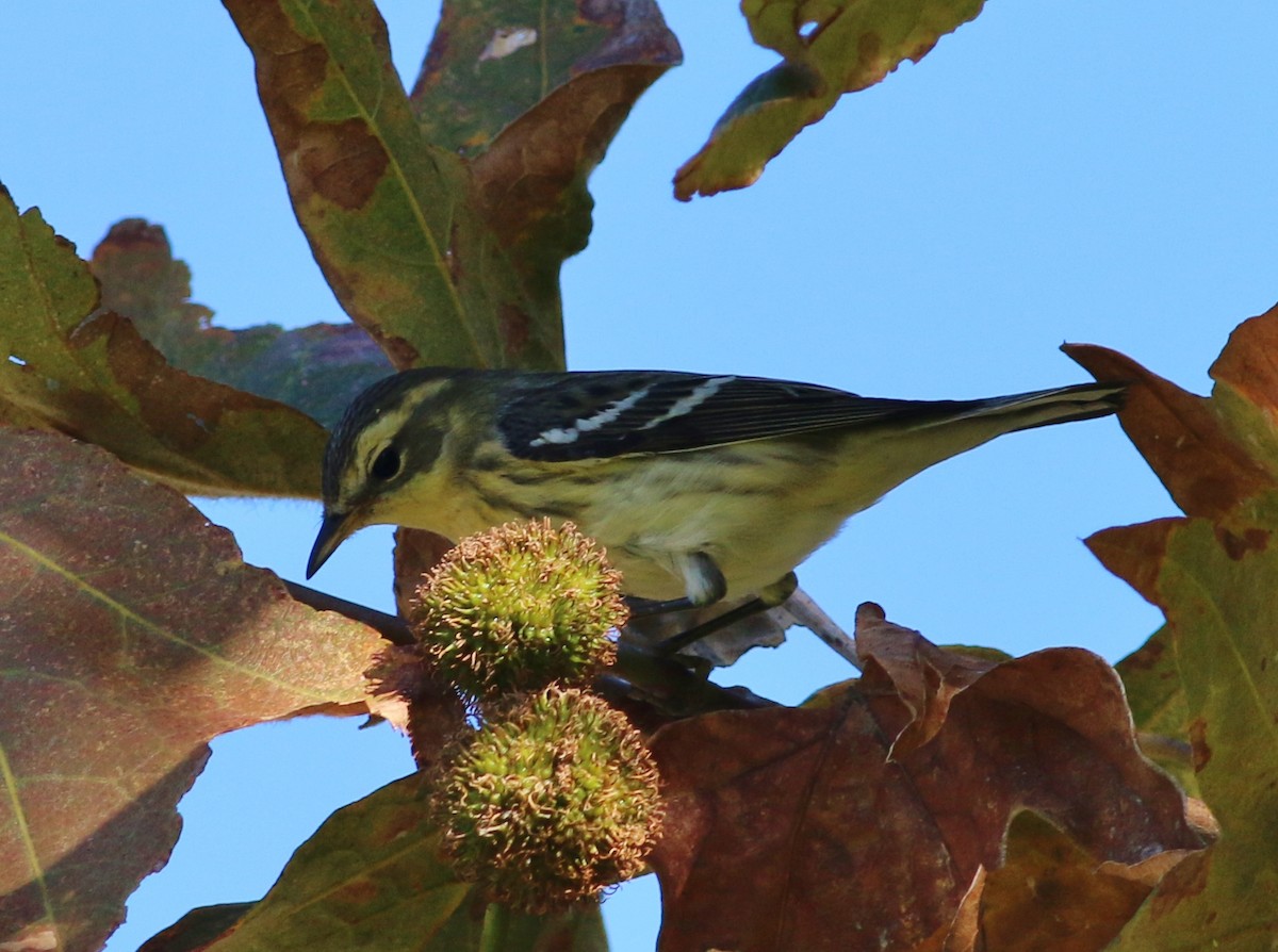 Blackburnian Warbler - Tom Benson