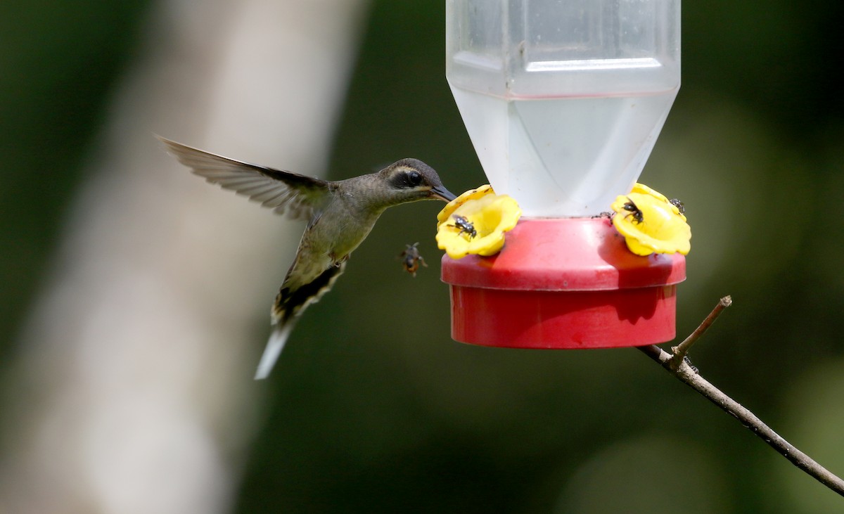 kolibřík tmavolící [skupina longirostris] - ML202728491