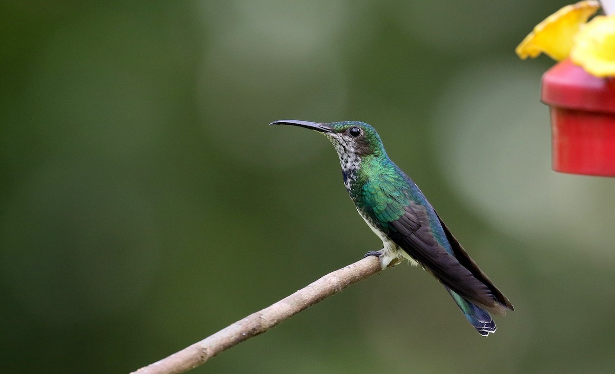 White-necked Jacobin - ML202728561