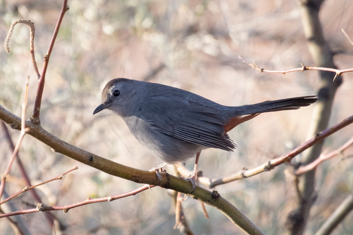 Gray Catbird - ML202729261