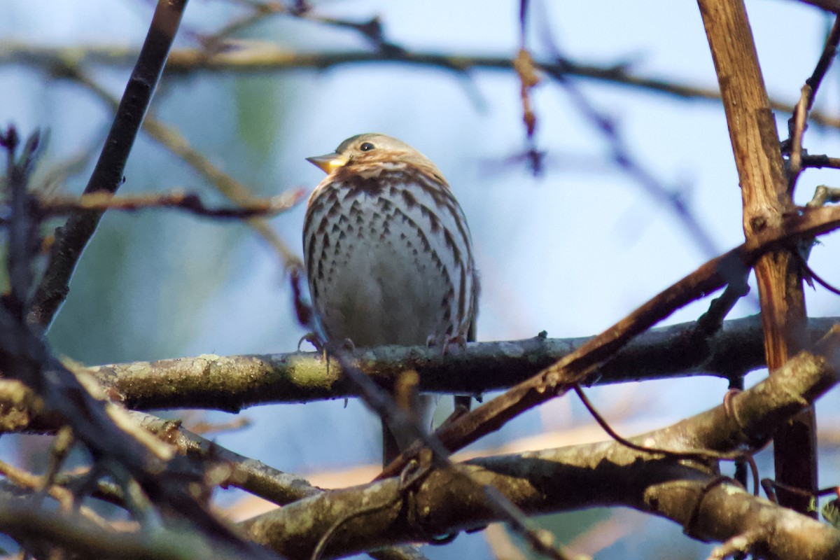 Fox Sparrow (Red) - ML202729301