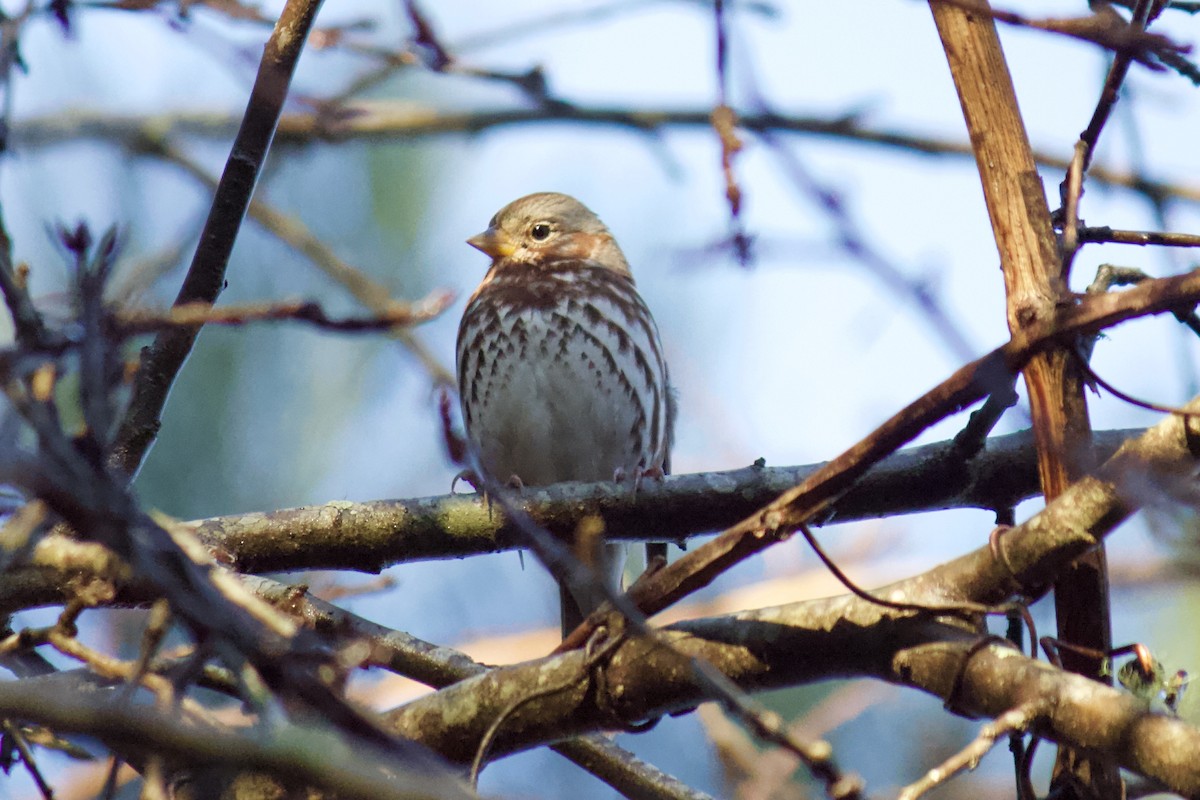 Fox Sparrow (Red) - ML202729321