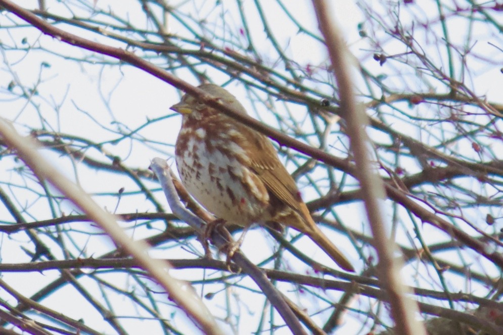 Fox Sparrow (Red) - ML202729341