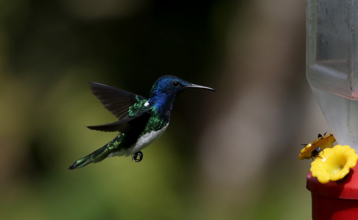 White-necked Jacobin - ML202729451