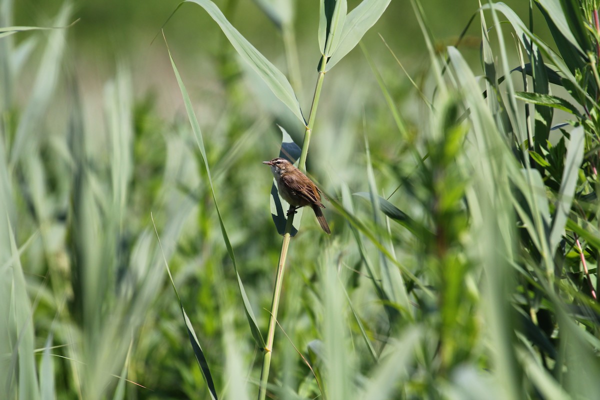 Common Reed Warbler - ML202731371
