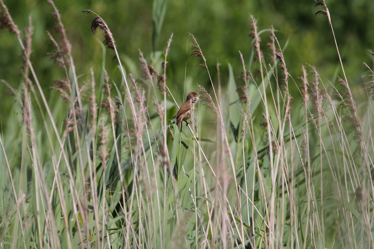 Sedge Warbler - ML202731381