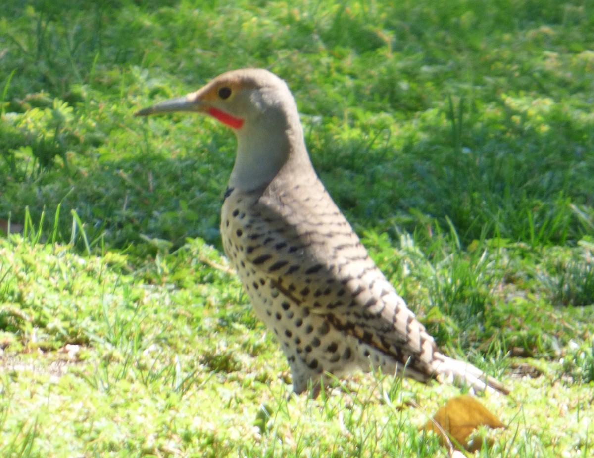 Northern Flicker - ML20273251