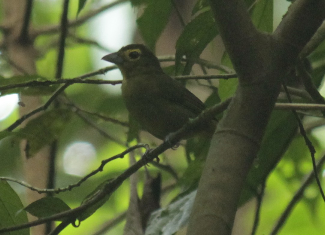 Lemon-spectacled Tanager - Stephan Lorenz