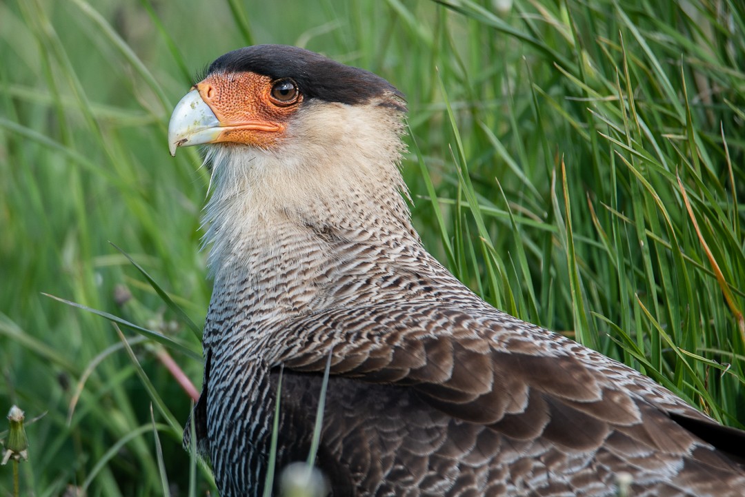 Crested Caracara (Southern) - Darío de la Fuente - Chilean Nature