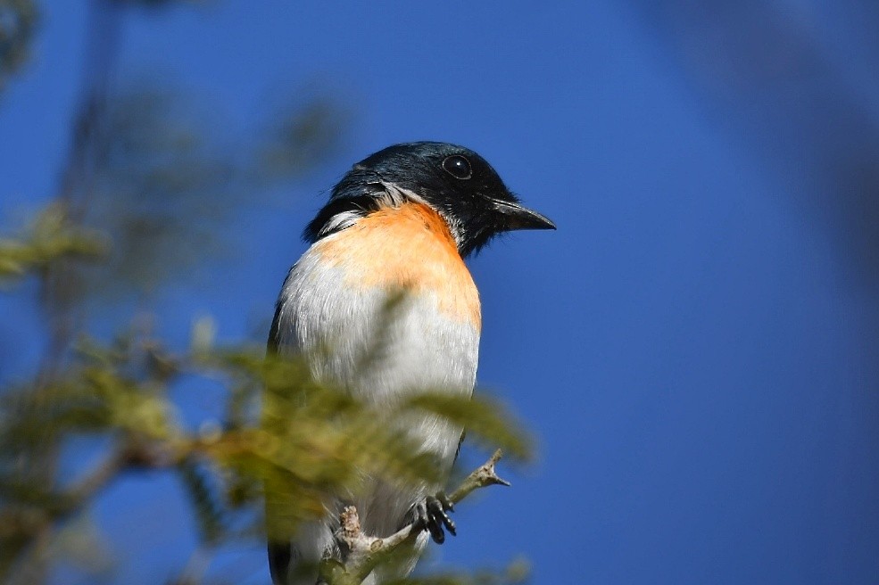 White-bellied Minivet - Parth Kansara