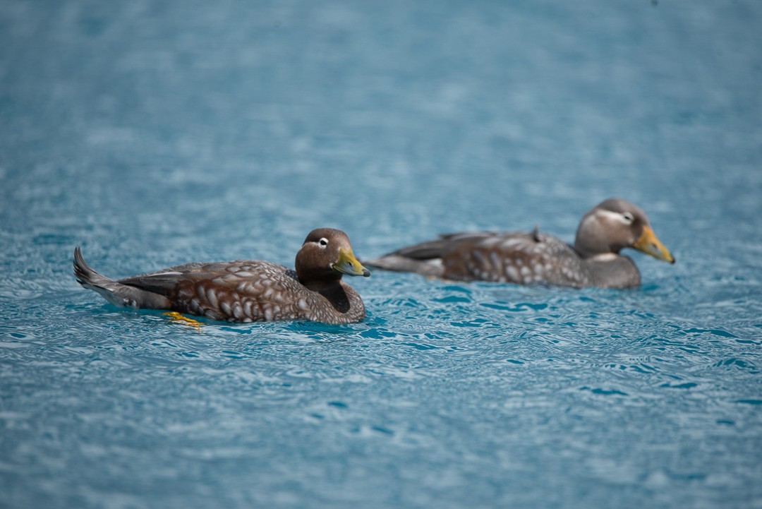 Flying Steamer-Duck - Darío de la Fuente - Chilean Nature