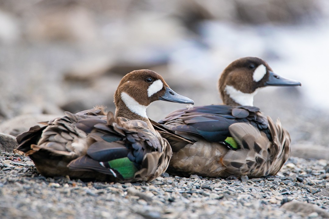 Spectacled Duck - Darío de la Fuente - Chilean Nature